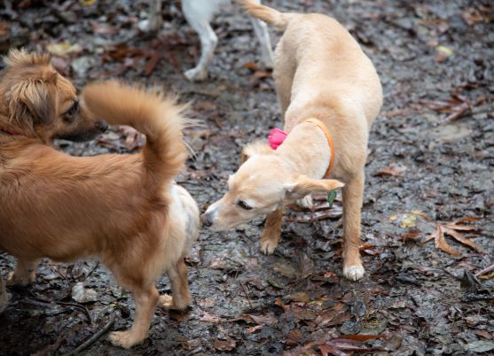 dogs sniff scent from each other's anal gland 