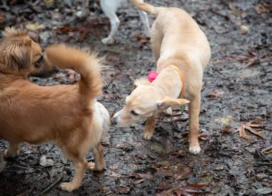 dogs sniff scent from each other's anal gland