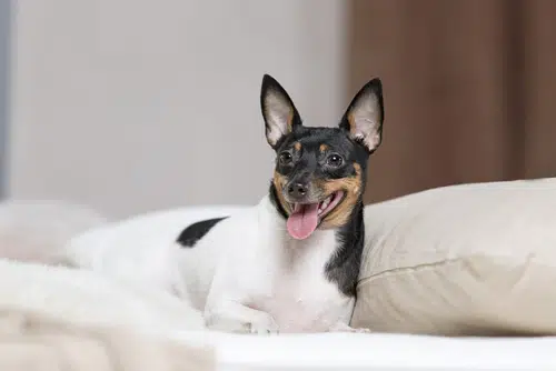Miniature Fox Terrier