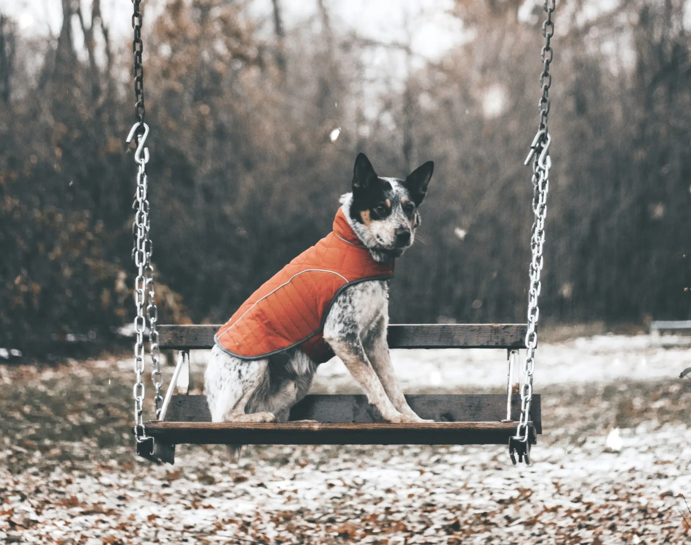 Australian dog sits on a swing