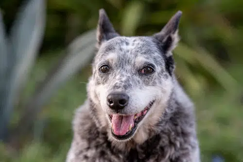 Australian Stumpy Tail Cattle Dog