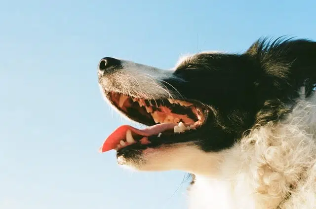 A happy border collie against a blue sky, this pup won't need dog braces