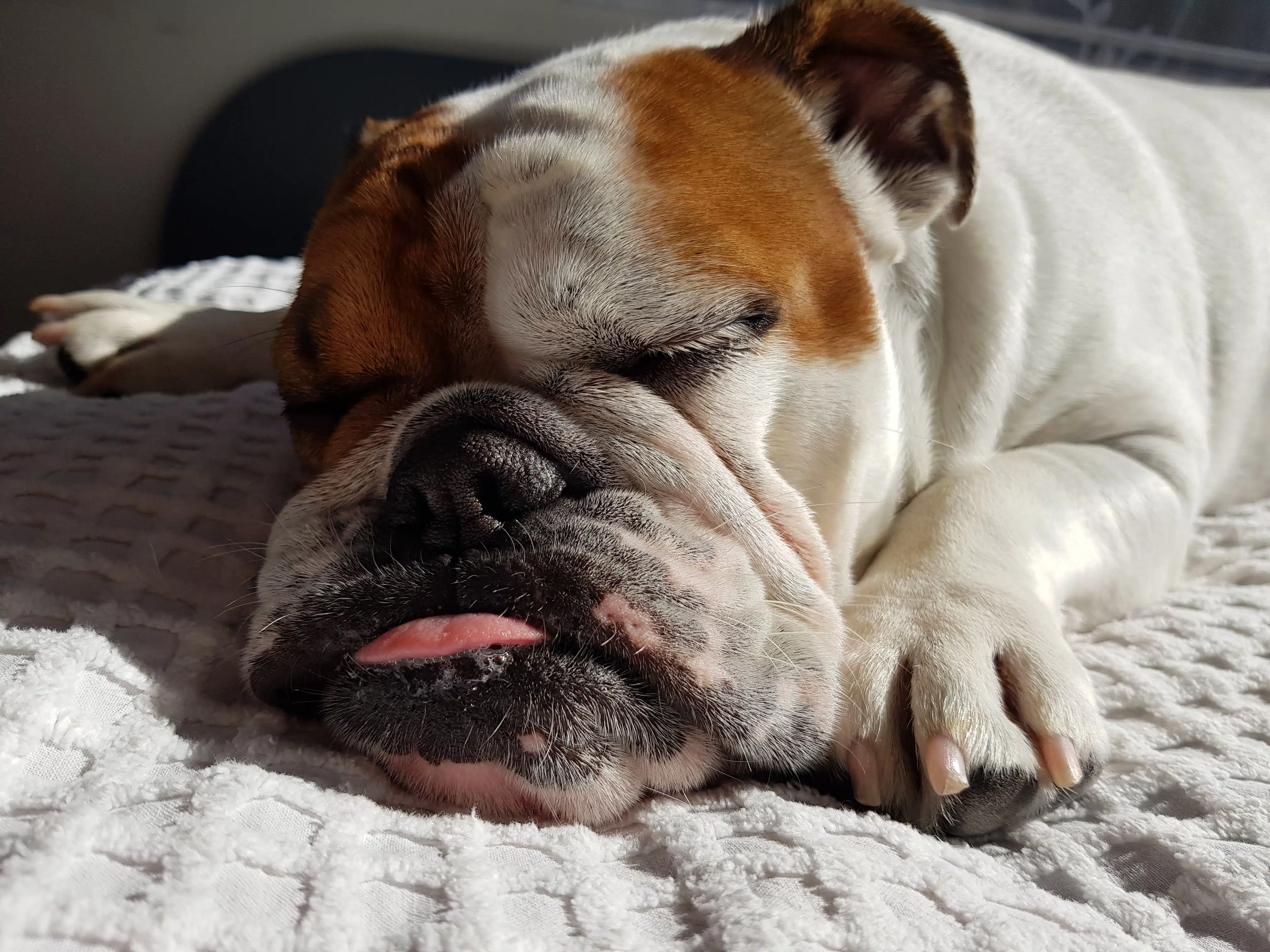 Should dogs like this English Bulldog sleep outside?
