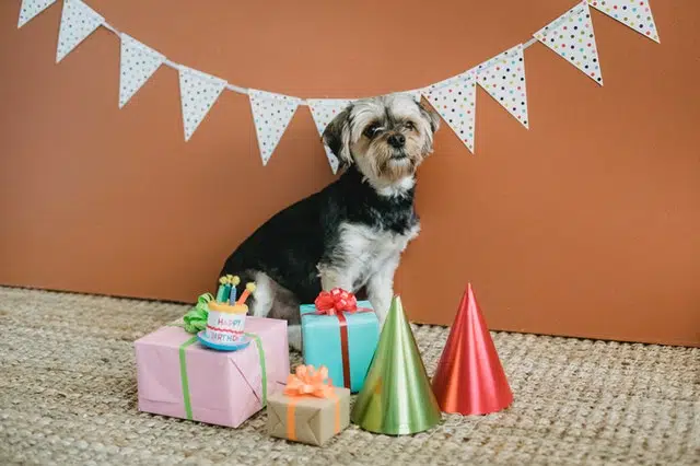 Read the PD Insurance pet gift guide