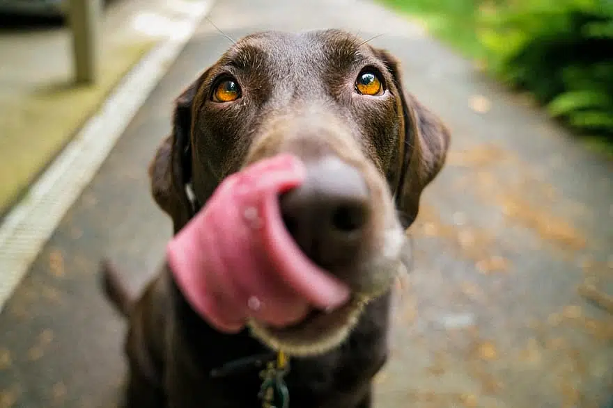 dog eats special homemade treats