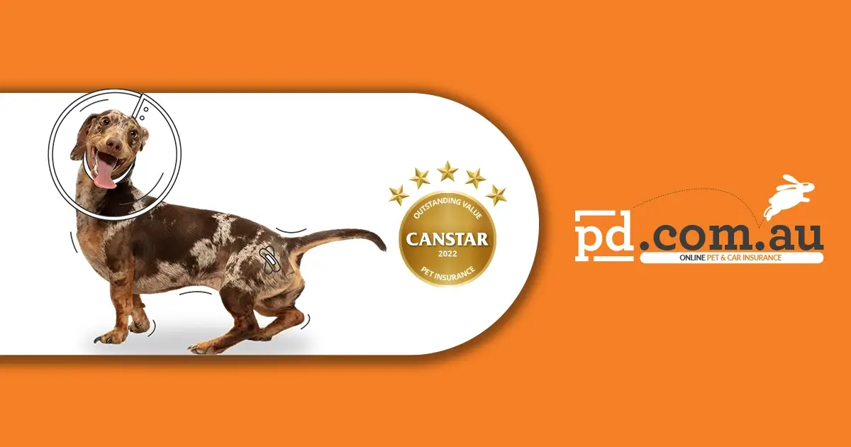 Dog Insurance Australia | Save on Pet Insurance for Dogs - PD Insurance Dog Insurance Australia | Save on Pet Insurance for Dogs - PD Insurance