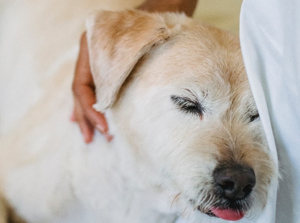 A labrador with its head on a woman's lap. Pet safety is in danger when it comes to domestic violence pets.