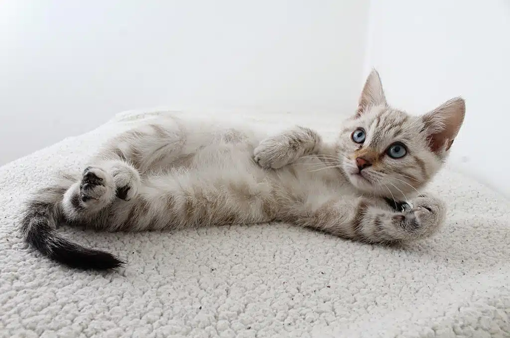 This relaxed, fluffy cat has no time to think about a Hindu dog god, black dog mythology and dog mythology names.