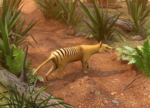 illustrated Tasmanian tiger
