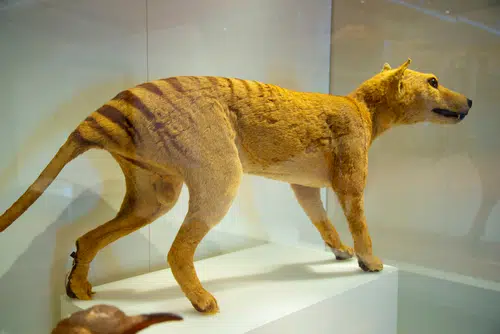 geneticists hope to de-extinct the thylacine 