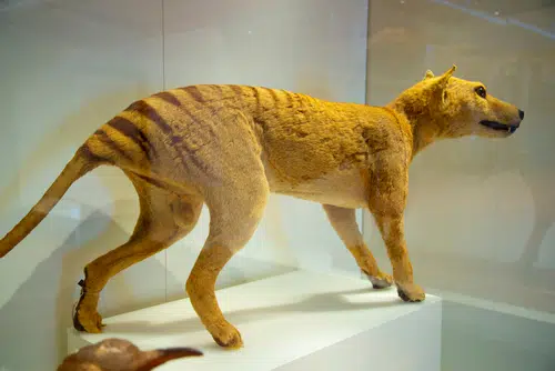 geneticists hope to de-extinct the thylacine
