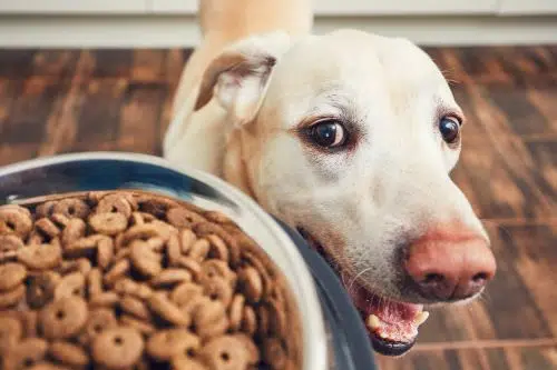 good pet food can prevent vet bills and related pet care costs before they happen