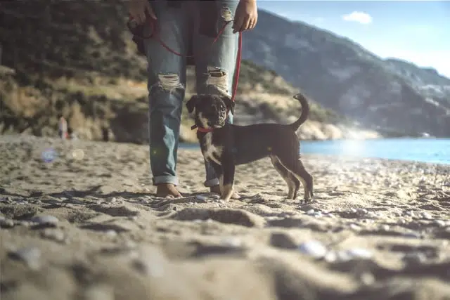 Aussie owner may give up puppy due to unexpected vet costs