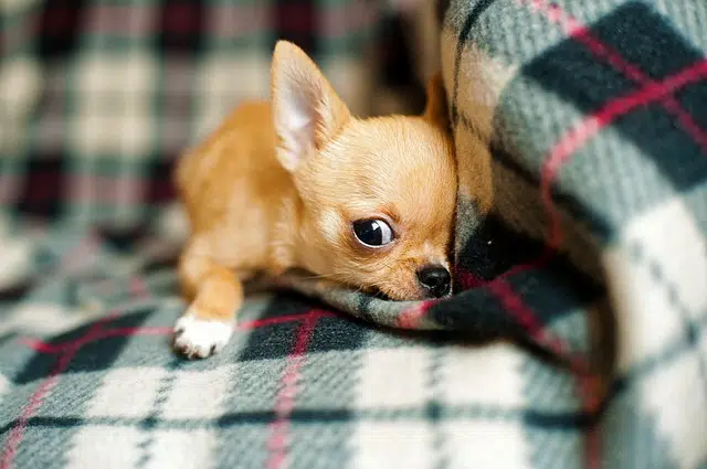chihuahua puppy lying on checkered blanket to stay warm because they can shake when they are cold