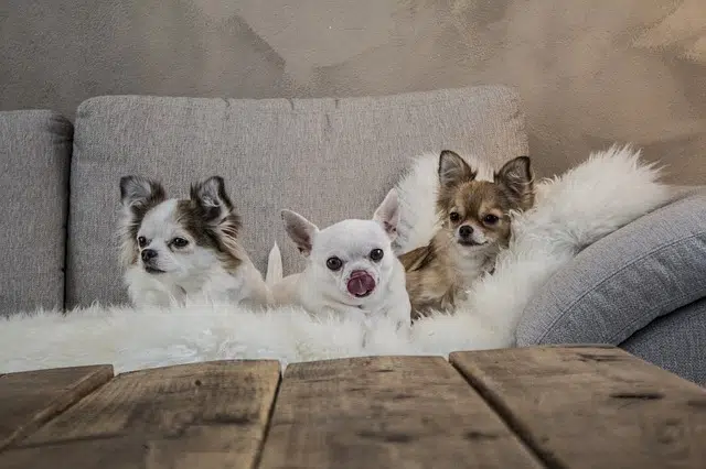 three chihuahuas lying next to each other on a on a grey couch