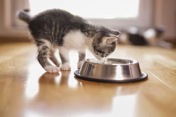 Beautiful little kitten, licking water from a bowl placed on the living room floor next to a window, breaks the cat myth about liking milk