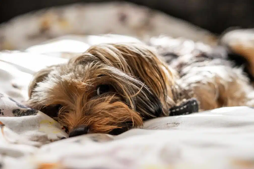 Yorkshire Terrier peeks at the camera as it naps on a bed. 