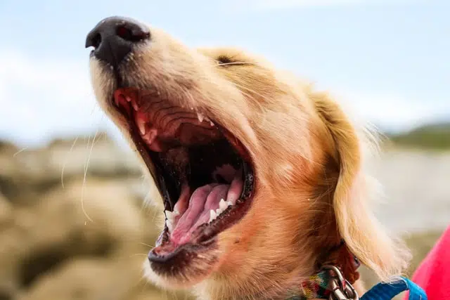 A golden retriever yawning widely, this pup won't need dog braces