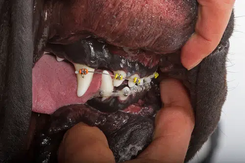 A man opening a dog's mouth to show dog braces