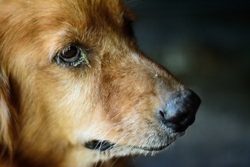 Close up of brown dog with eye infection
