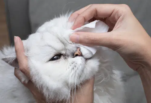 Person cleaning Persian cat's eye to help infection