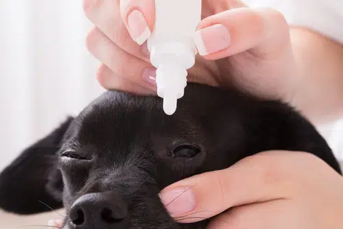 Person putting eyedrops in the eye of black labrador puppy with infection