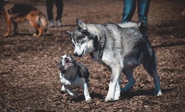 This Bulldog and Alaskan Malamute are fighting about dog myths and cat myths