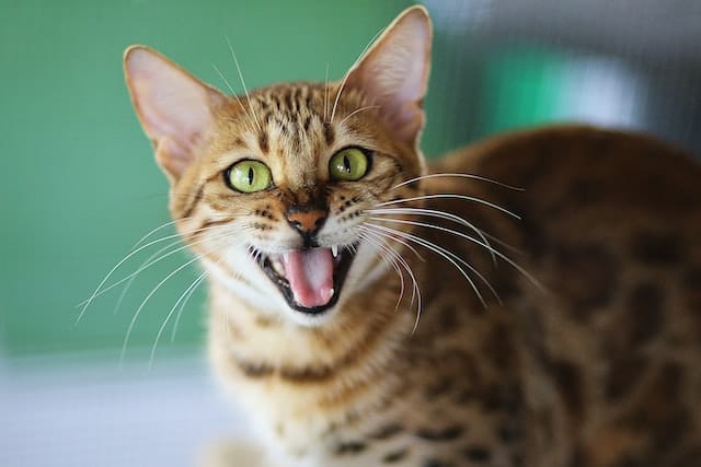 A cat hissing with its head towards the camera to reveal teeth. Cat bites and cat aggression can be a territorial issue.