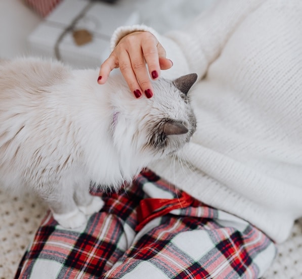 A cat on a lap. We're rounding up some cool cat facts for international cat day