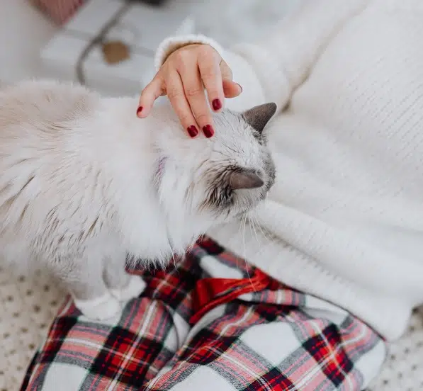 A cat on a lap. We're rounding up some cool cat facts for international cat day