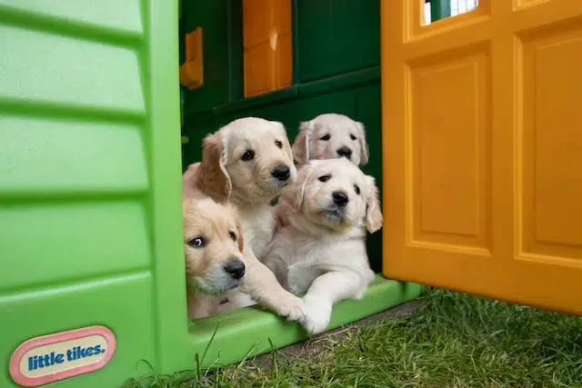 litter of labrador puppies lying in plastic doll house door