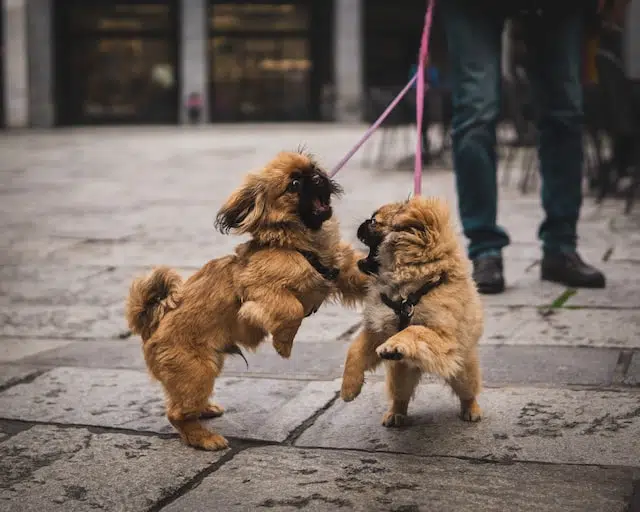 two young dogs on leashes fighting with another - littermate syndrome can cause aggression and anxiety