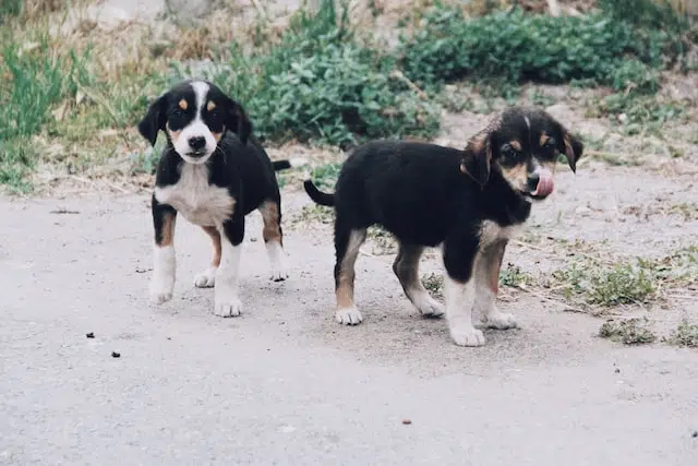 littermate syndrome is something these two black and white puppies standing on sand suffer from
