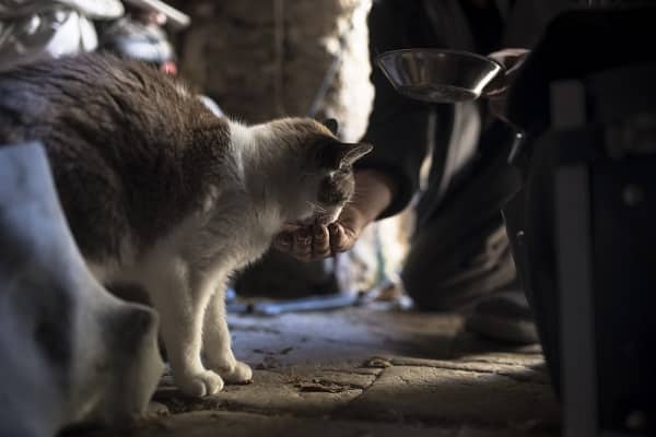 Man feeding a cat bending down on a wooden floor with a bowl in his hand as he feeds the kitty from his hand.