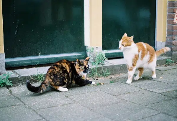 Two cats sizing off against each other. Cat bites and cat aggression can be a territorial issue.