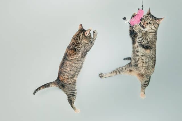 two stripey cats jumping in the air