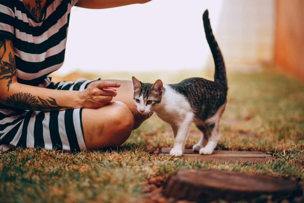 A cat next to woman's lap. Pet safety is in danger when it comes to domestic violence pets.