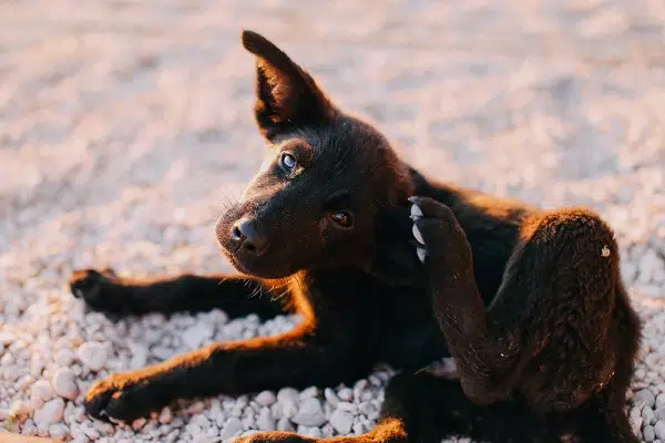 A black puppy scratching itself. Dog allergies can lead to itchniness
