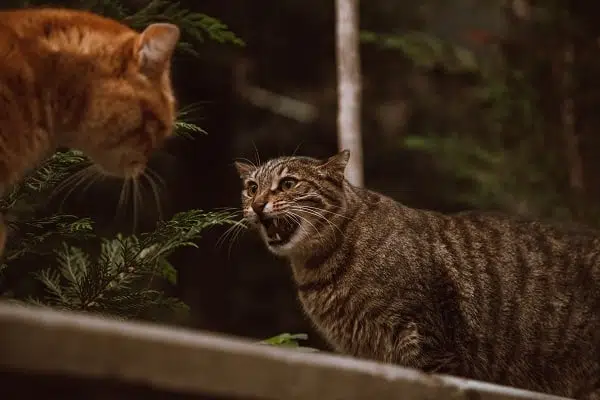 Two cats sizing off against each other. Cat bites and cat aggression can be a territorial issue.