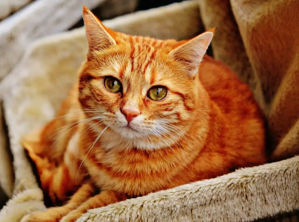 Cats like this Tabby don't feature as prominently as Hindu dog gods in Hindu mythology and obviously in black dog mythology.