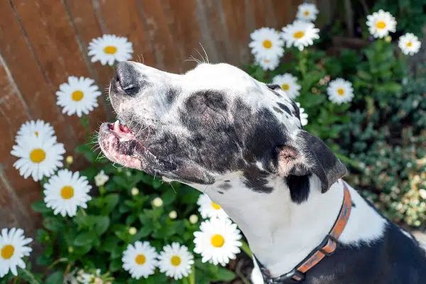 A black and white dog against a background of flowers. Dog allergies can include pollen