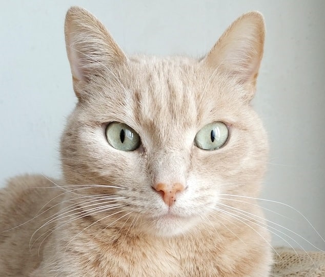 A beautiful cat looking head-on into the camera. We're rounding up some cool cat facts for international cat day