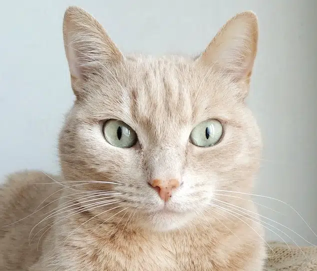 A beautiful cat looking head-on into the camera. We're rounding up some cool cat facts for international cat day