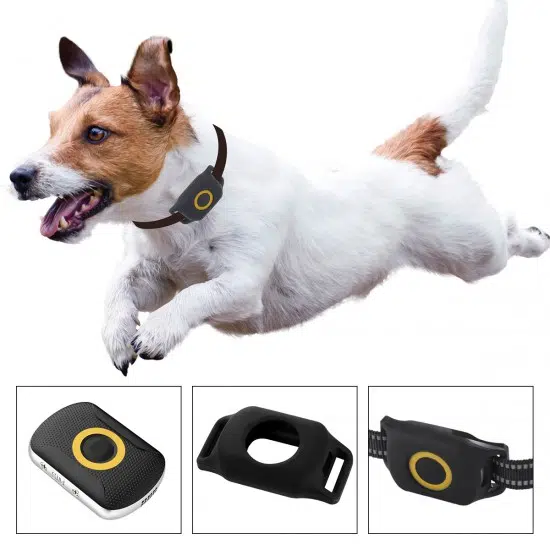 A Jack Russel wearing a pet tracker. This is among our Father's Day AU gift ideas for pet lovers
