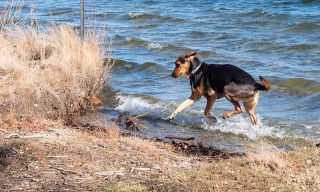 Conservation week highlights responsible dog ownership and beach safety