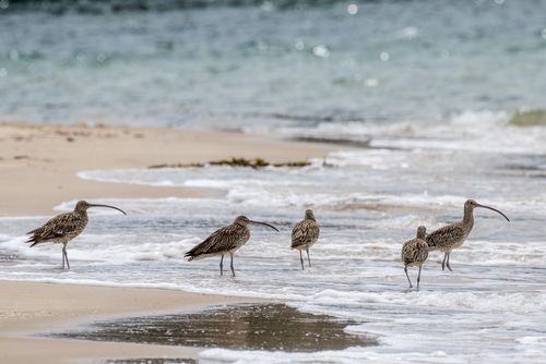 Australian Wildlife Week highlights endangered species like these Eastern Curlews