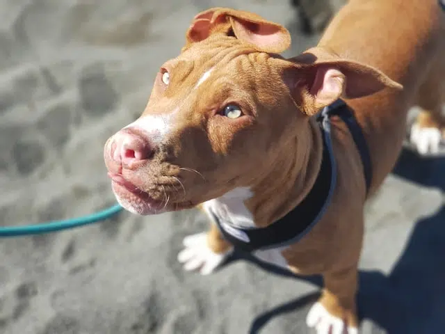 dog beach safety is key to responsible dog ownership