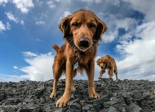 Australian Wildlife Week takes a look at pets and wild animals