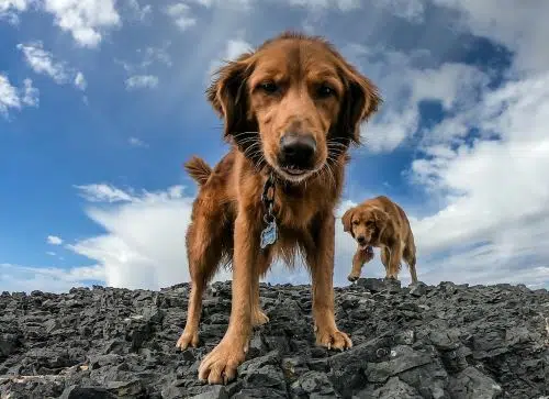 Australian Wildlife Week takes a look at pets and wild animals