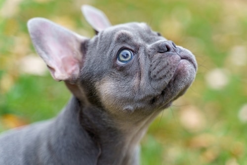A French bulldog puppy with itchy skin looks up at the sky.